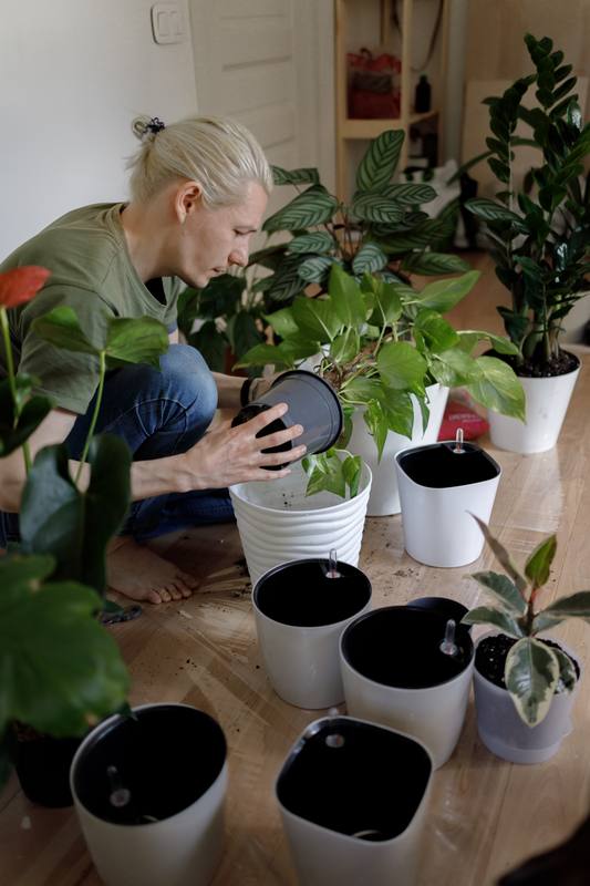 Les bons trucs pour rempoter vos plantes d'intérieur