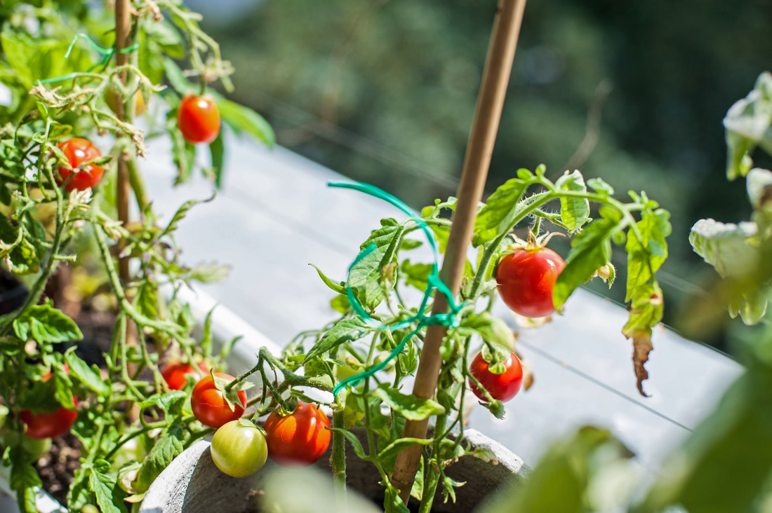 Faire pousser des tomates en pot : les secrets pour réussir